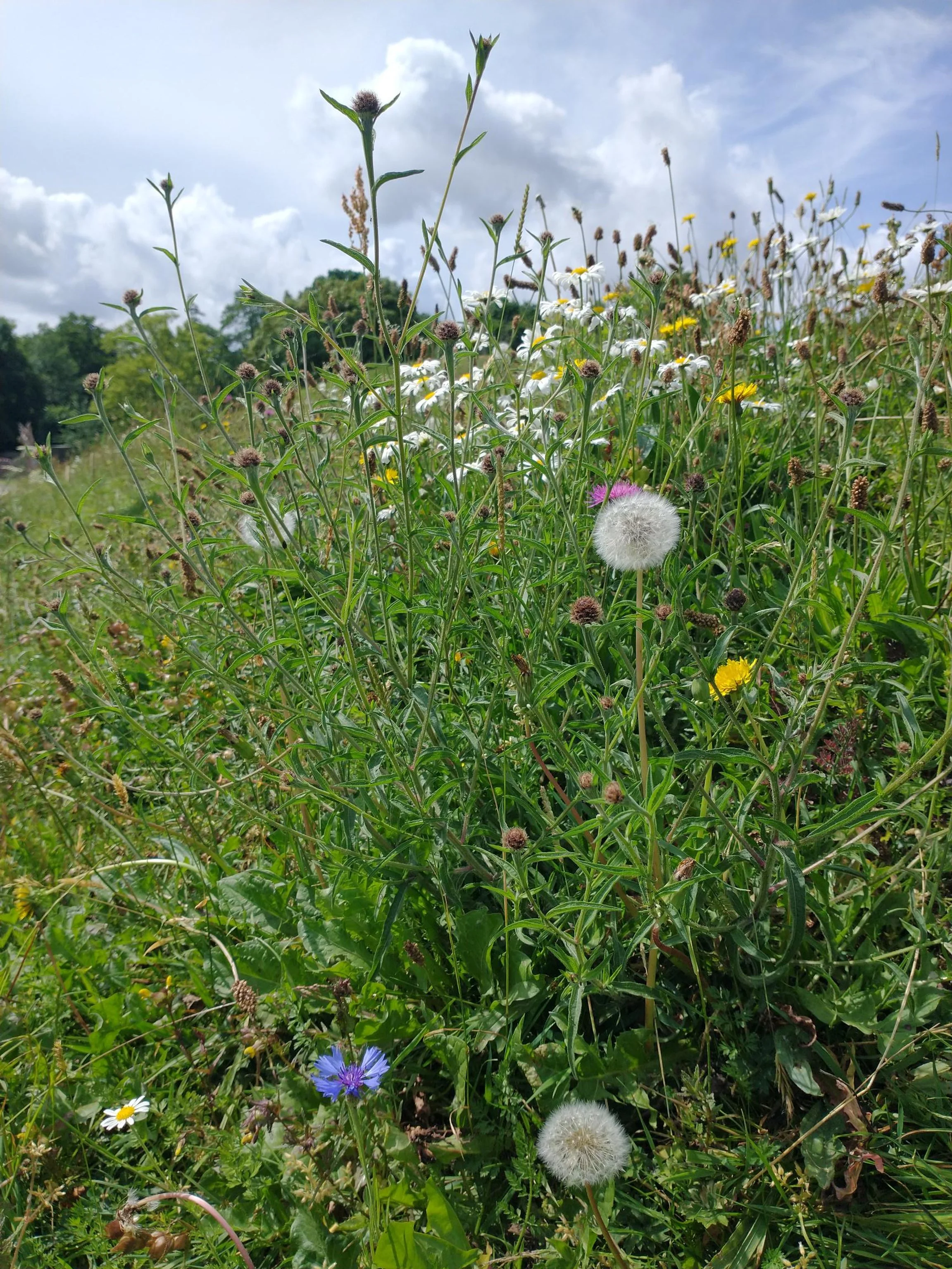 Wildflower meadow in Meadowbrook Park