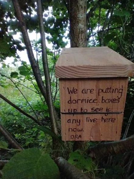 A dormouse box installed in the woodland