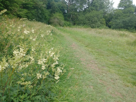 The Rabbit Triangle meadow area