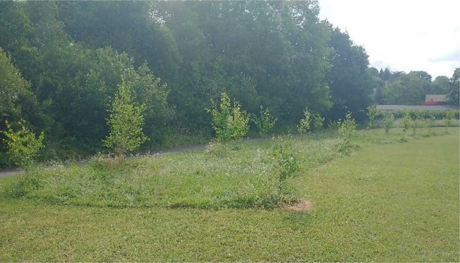 Young trees planted in Dorothy Elmhirst Field